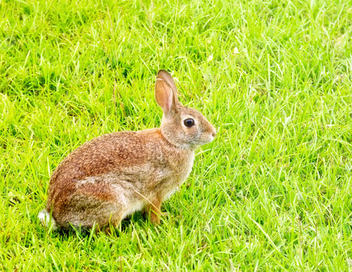 Preview: Spring bunny