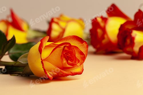 Preview: Fresh roses flowers. Flowers background close up