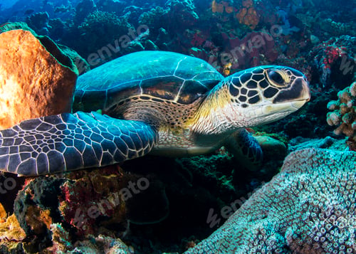 Preview: Turtle swimming underwater in ocean