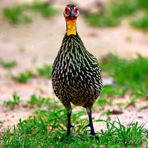 Preview: Closeup shot of a francolin in