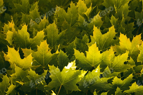 Preview: Green background of maple leaves ona tree. Beautiful natural light
