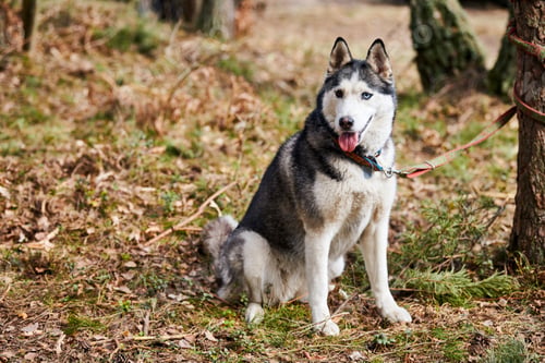 Preview: Siberian Husky dog sitting on forest grass, full size Husky dog portrait with blue eyes