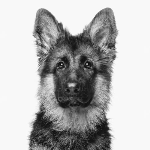 Preview: beautiful german shepard puppy