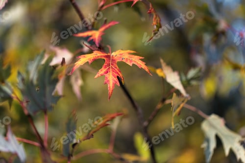 Preview: Yellow and red leaf on small branch