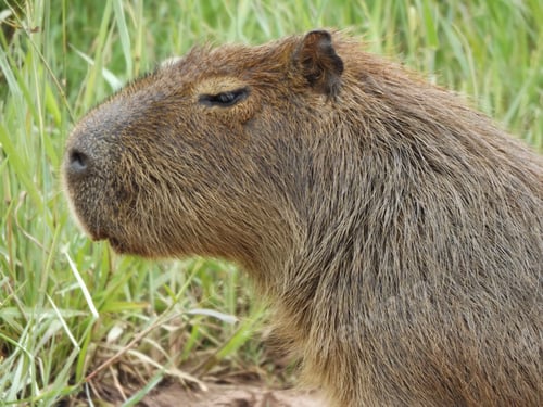 Preview: Closeup shot of a Capybara looking at something against a green grass background