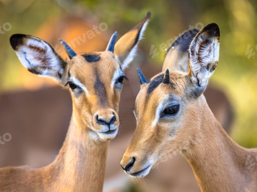Preview: Impalas grooming sweetly