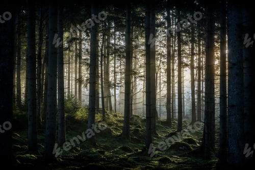 Preview: Beautiful sunrise scenery in a green forest