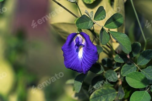 Preview: Butterfly Pea Flower in Natural Light
