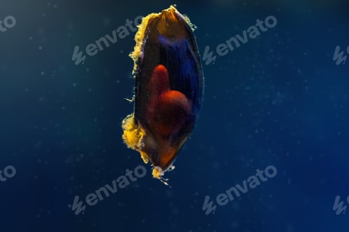 Preview: Egg case of Brownbanded Bamboo Shark with embryo inside (Chiloscyllium punctatum)