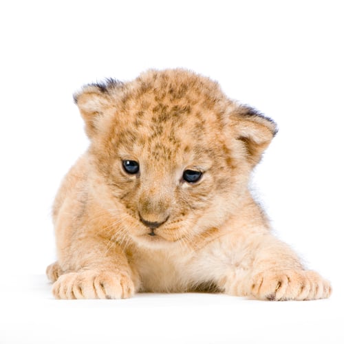 Preview: Lion Cub lying down