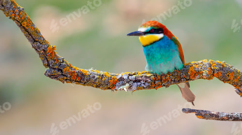 Preview: Bee-eater, Spain