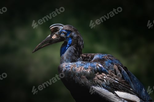 Preview: Female Abyssinian Ground Hornbill (Bucorvus abyssinicus)