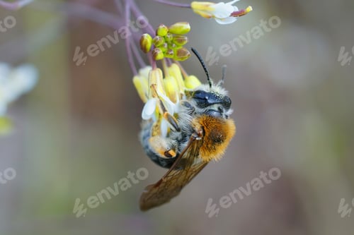 Preview: Female red-tailed mining bee (Andrena haemorrhoa) hanging down on a flower