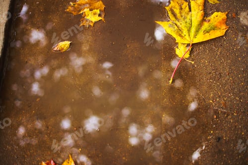 Preview: autumn leaf on the asphalt near a puddle