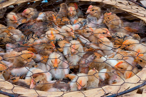 Preview: Chicks for sale at market, Yuanyang, China