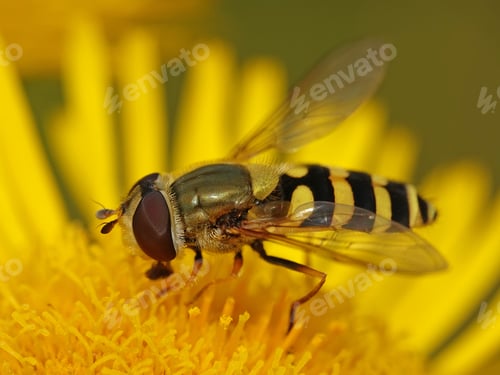 Preview: Common banded hoverfly (Syrphus ribesii)