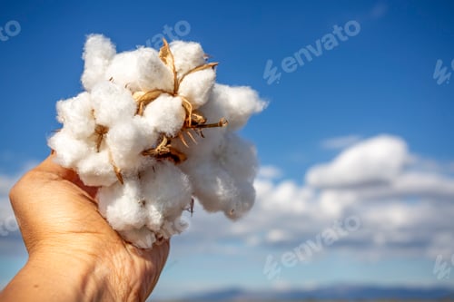 Preview: Cotton field (Turkey - Izmir). Agriculture concept photo.