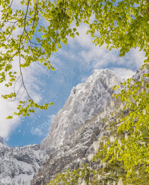 Preview: When spring meets winter in the mountains and forest