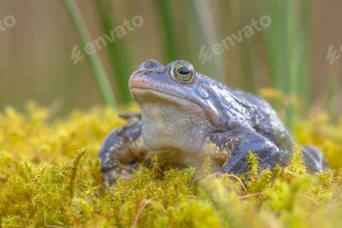 Preview: Blue Moor frog
