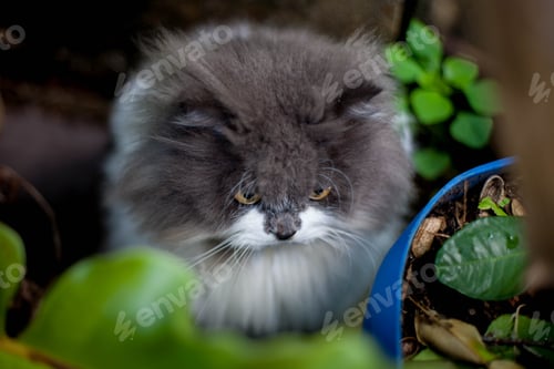 Preview: Persian cat eating favorite cat grass on concrete floor