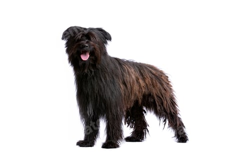 Preview: dog