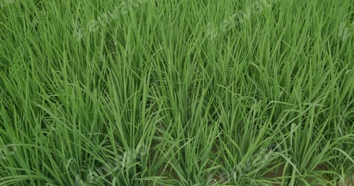 Preview: Green rice on the field