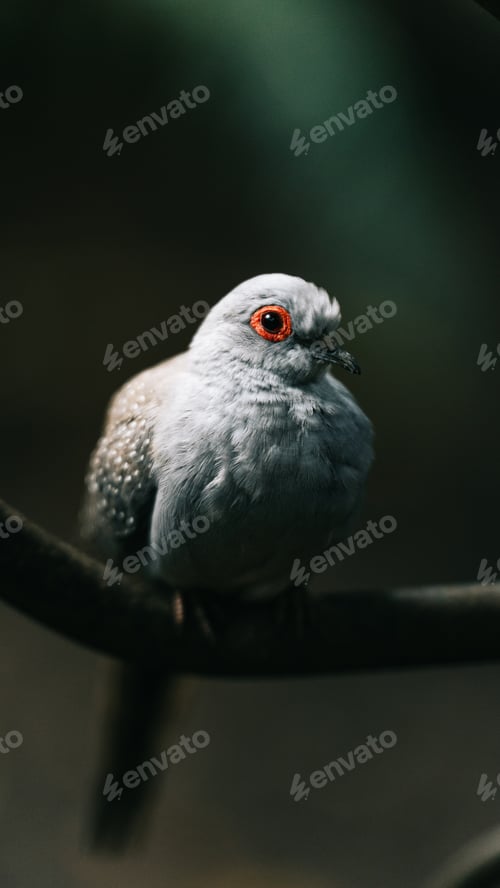 Preview: Diamond striped dove (Geopelia cuneata) on a branch with red eyes