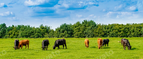 Preview: Cows On On Farmland. Herd of cows at summer green field