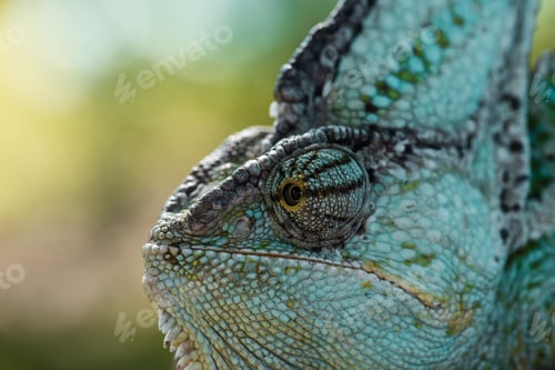Preview: side view of beautiful bright green chameleon