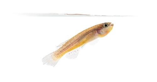 Preview: Female Blue lyretail fish, Fundulopanchax gardneri, Isolated on white