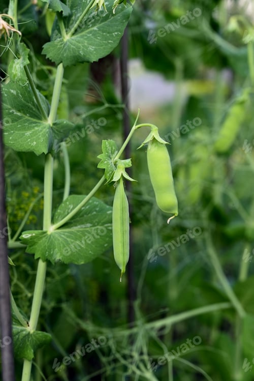 Preview: Bush of sweet pea with ripe pods cultivated on vegetable garden