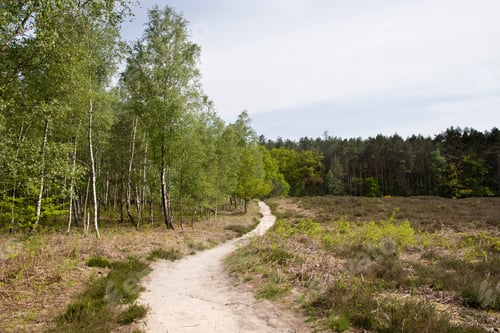 Preview: mixed forest and path stretching into the distance, young green foliage, sun rays, spring landscape