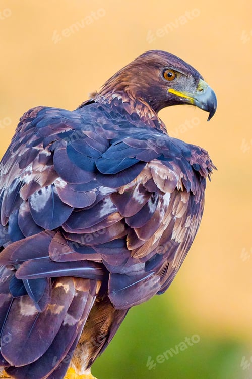 Preview: Golden Eagle, Mediterranean Forest, Spain
