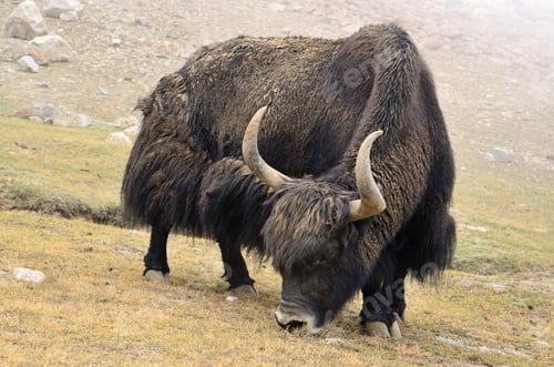 Preview: Tibetan yak