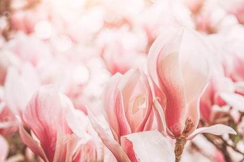 Preview: Pink Magnolia Tree with Blooming Flowers during Springtime