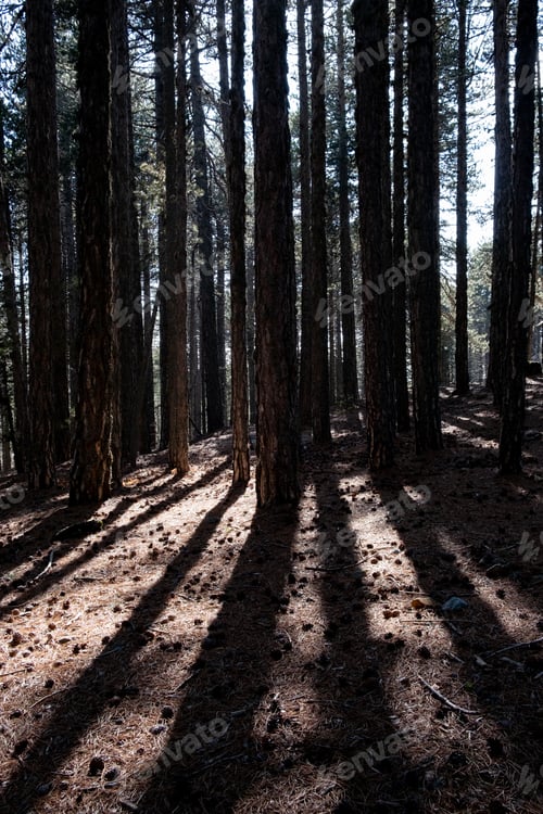 Preview: Early morning sunbeams shining through forest woodland trees. Bright day light.
