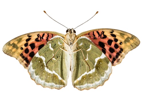 Preview: Butterfly Silver-Washed fritillary, lat. Argynnis paphia, isolated on white background