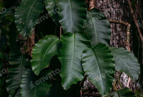 Vista previa: Dark green leaves of the ivy that climbs in the tree trunk