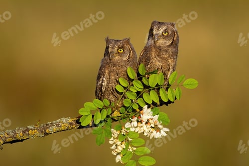 Preview: Two eurasian scops owl chicks sitting on branch in spring