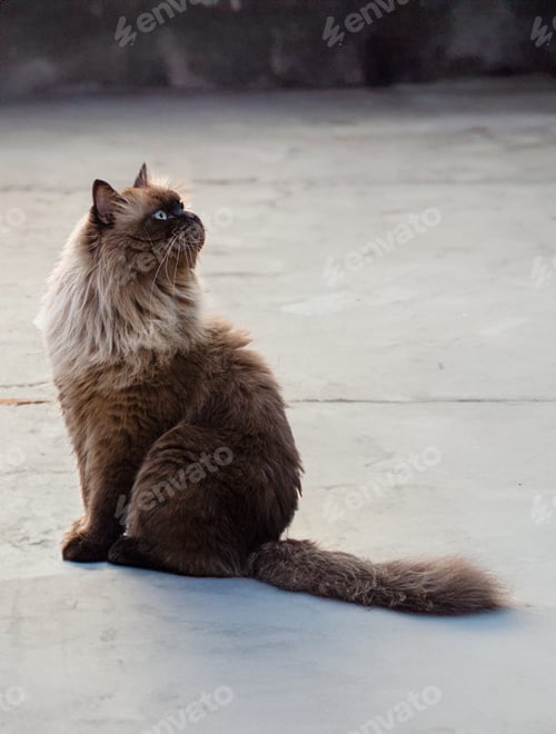 Preview: Perched Munchkin cat on concrete floor