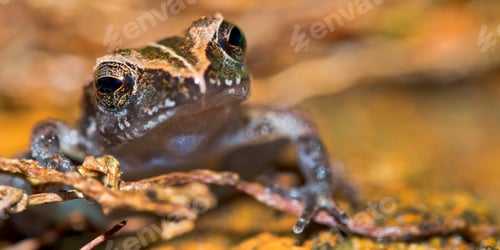 Preview: Tropical Frog, Marino Ballena National Park, Costa Rica