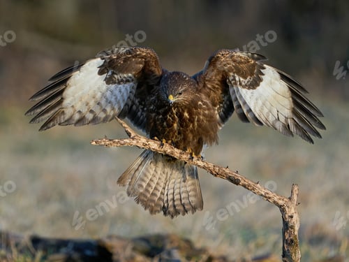 Preview: Common buzzard (Buteo buteo)