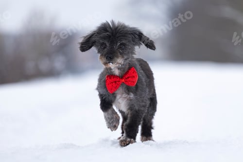 Preview: Cute terrier mix dog having fun in the winter snow