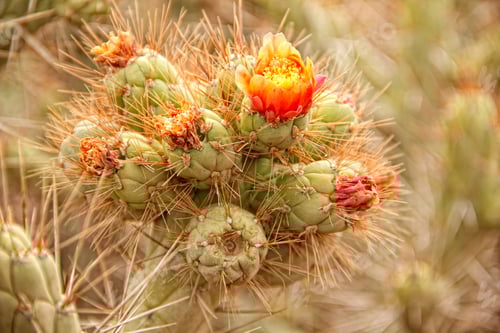 Preview: A beautiful flower in a cactus in the Colca Canyon. Arequipa, Peru