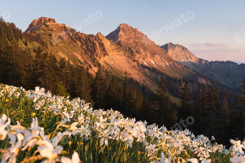 Preview: Beautiful spring landscape view of a field of bloomed narcissusses at golden hour