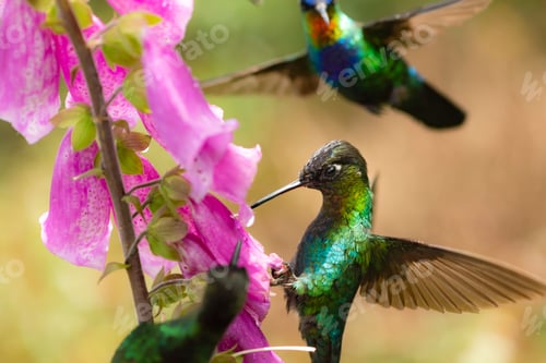 Preview: Fiery-throated Hummingbird (Panterpe insignis), San Gerardo de Dota, San Jose Province, Costa Rica