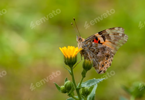 Preview: Butterfly in nature - Vanessa cardui