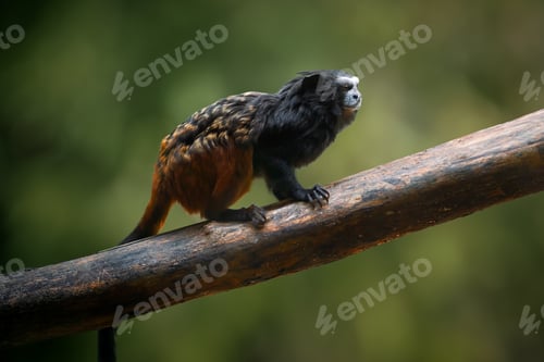 Preview: Weddell's Saddle-back Tamarin monkey (Leontocebus weddelli)