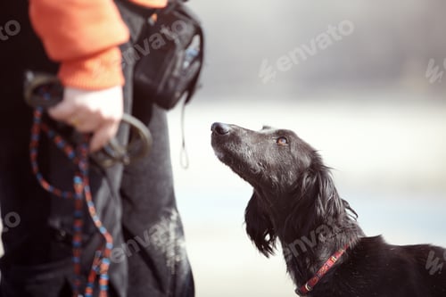 Preview: Tazy - Turkmenian Greyhound and Trainer Outdoors