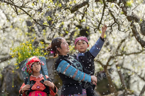 Preview: Moc Chau, plum blossom season